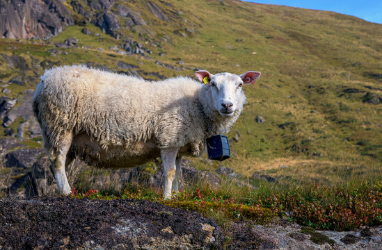 Lofoten - a sheep on the rocks