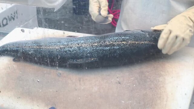 fresh whole raw salmon fish being washed with water on cutting board in seafood processing facility
