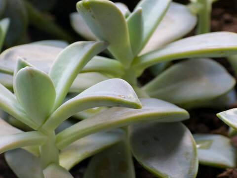 Pale Green Succulent Rosettes with Fleshy Leaves in Close-Up