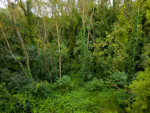Dense Green Woodland with Climbing Vines and Lush Undergrowth