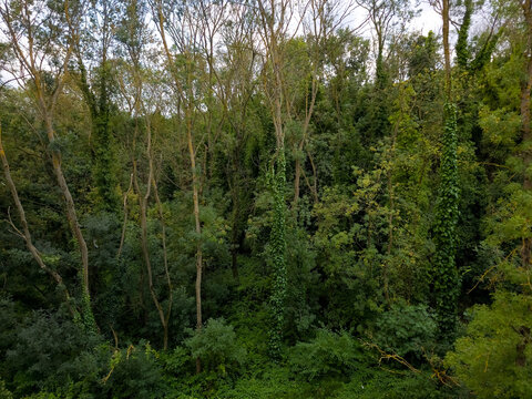 Dense Green Woodland with Tall Trees and Climbing Vines