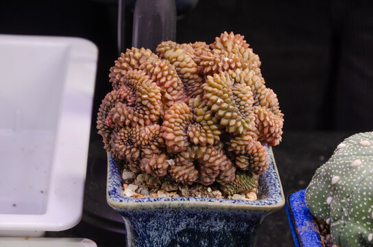 Gymnocalycium CRISTATA VARIEGATA, Gymnocalycium mihanovichii cactus growing in a pot