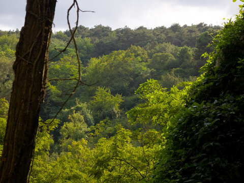 Sunlit Green Forest Canopy Across a Wooded Hillside