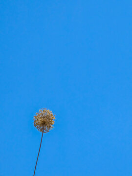 Single allium flower against clear blue sky with copy space