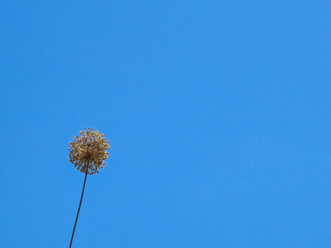 Dried Allium Seed Head Against Clear Blue Sky