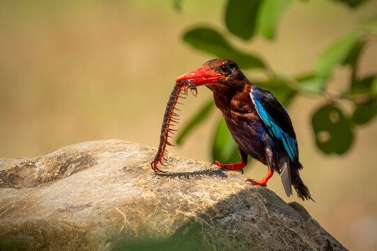A highly detailed wildlife photo of a Javan Kingfisher (Halcyon cyanoventris) perched on a large, rough-textured rock.