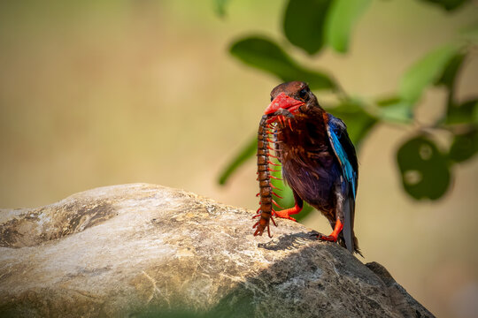 A highly detailed wildlife photo of a Javan Kingfisher (Halcyon cyanoventris) perched on a large, rough-textured rock.