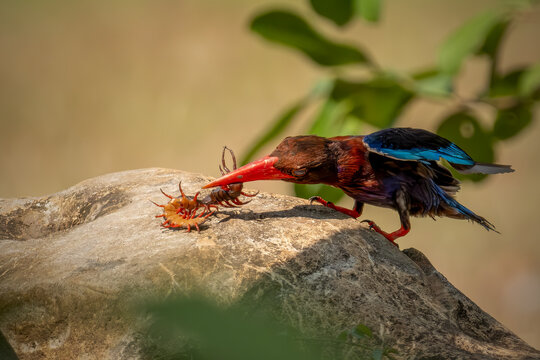 A highly detailed wildlife photo of a Javan Kingfisher (Halcyon cyanoventris) perched on a large, rough-textured rock.