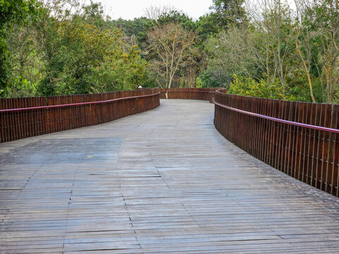 Empty Wooden Boardwalk Curving Through Dense Woodland