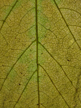 Translucent green leaf reveals intricate vein network in macro
