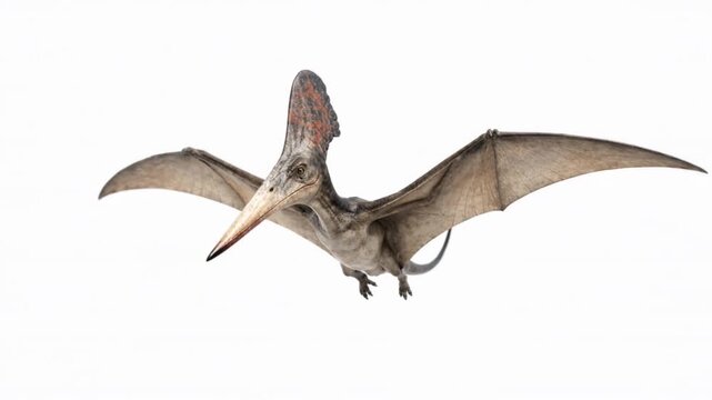 Pteranodon flying toward the camera on a white background