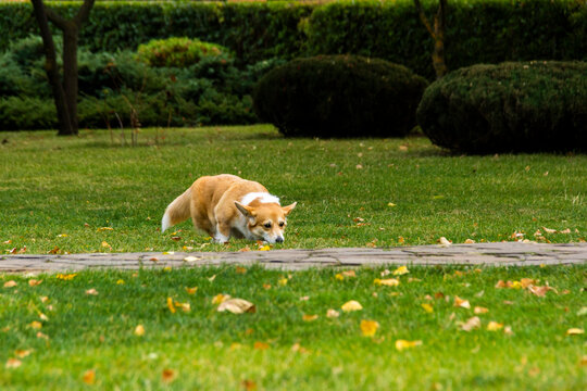red and white dog runs on a green lawn with autumn leaves, welsh corgi breed, looks like a fox, sniffs, hunts, hunter, well-groomed park, walk, recreation area, 