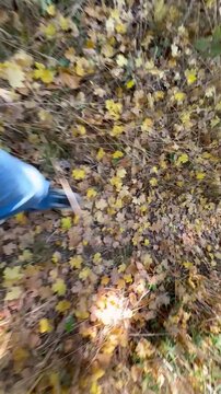autumn leaves on the ground