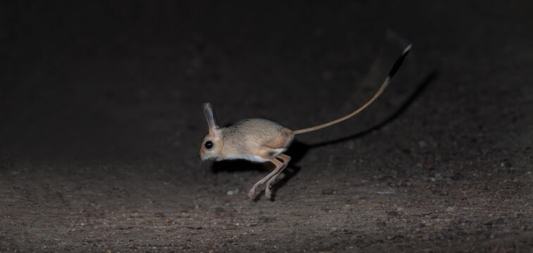 Small five-toed jerboa (Allactaga elater) leaping at night in natural desert habitats, Southern Kazakhstan
