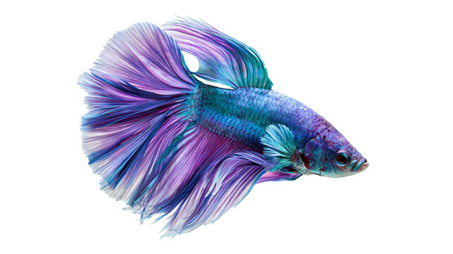 Vibrant purple and blue Siamese fighting fish with long flowing fins