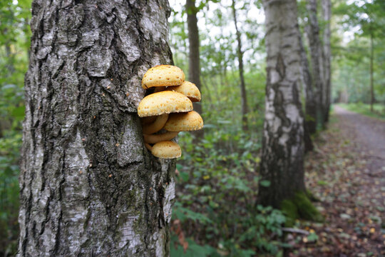 Pilze wachsen aus Baumstamm, Gruppe Goldfell-Sch&uuml;ppling schaut aus Baumrinde hervor