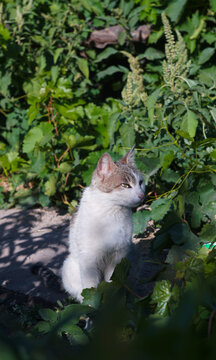 Beautiful tabby cat sitting in a green garden closeup
