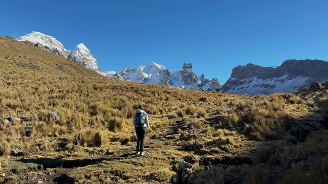 Hiker with backpack walks along trail through golden ichu grass slope towards snowcovered mountain peaks under clear blue sky in viconga cordillera huayhuash peruvian andes