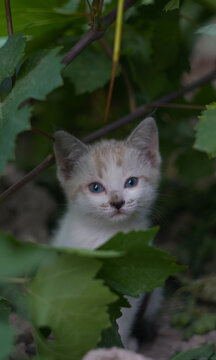 Cute blue-eyed white kitten hiding behind green leaves closeup