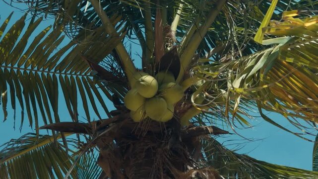 Coconut palm branches ripple above clustered unripe fruit under clear sky. Tall tropical palm canopy moves in light breeze, with sunlit green fronds framing coconuts around its trunk.