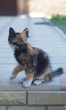 Cute calico kitten sitting from behind and raising its paw.