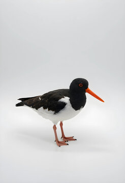 Eurasian oystercatcher, wildlife conservation and avian biodiversity concept, shorebird with orange beak standing on a clean white background