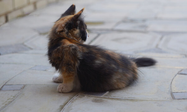Cute calico kitten sitting on stone pavement and looking back.