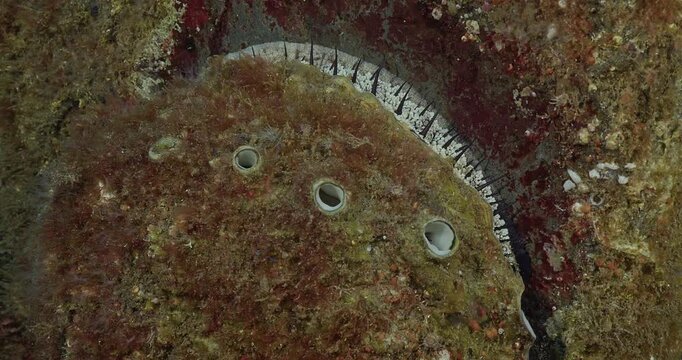 Operculum and portion of foot of abalone.