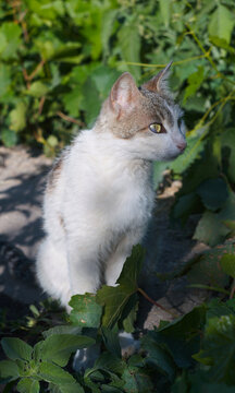 Cute tabby cat sitting among green leaves outdoors closeup