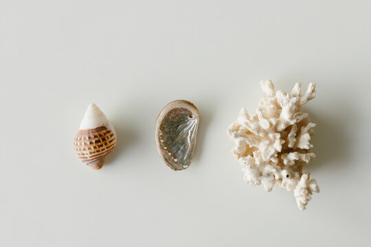 mix of stones and sea shells