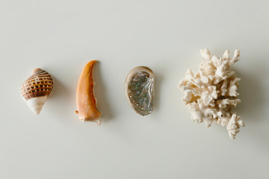 mix of stones and sea shells