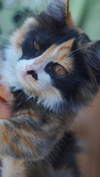 Macro portrait of a cute calico kitten looking up.