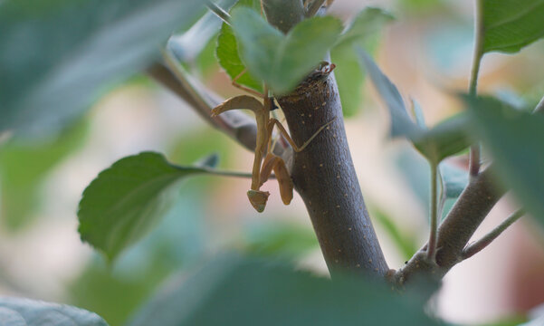 Praying mantis insect camouflaged on a tree branch closeup