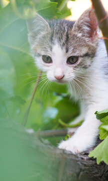 Small cute tabby kitten peeking through green leaves closeup