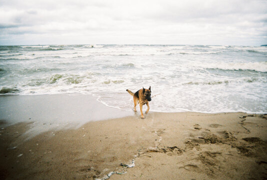 Dog Plays by the Baltic Sea During Cloudy Weather