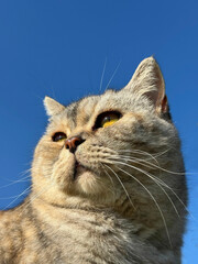 Portrait of cat on blue sky background vertical. © OLENA LIALINA