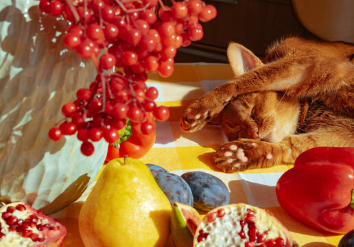 Cat resting on a table with fruits and berries in bright sunlight