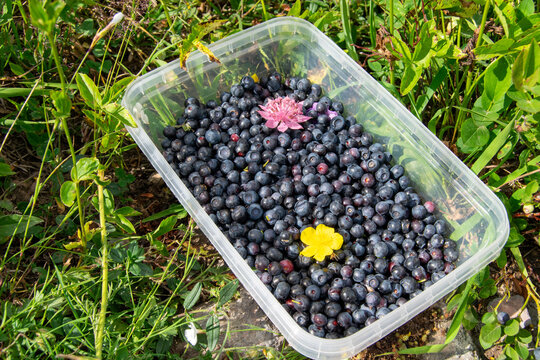 Fresh Wild Blueberries And Wildflowers In Plastic Container