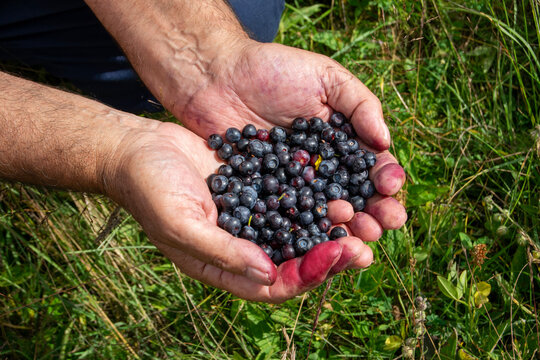 Freshly Picked Wild Blueberries In Farmer Hands