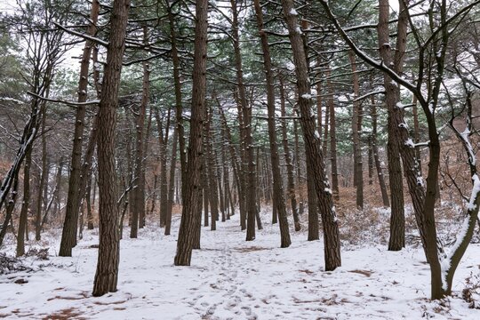 Snowy forest path with pine trees