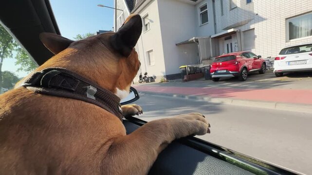 French bulldog dog is sitting in at driving car window. The dog has a goofy look on its face and is looking out the window