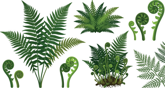 Various fern species and unfurling fronds in a detailed vector illustration against a white background