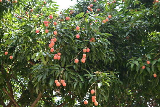 Red Lychee on a tree