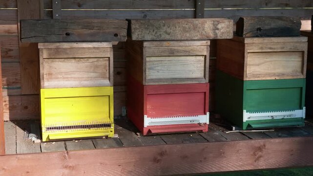 Beekeeping equipment setup in a garden with colorful hives