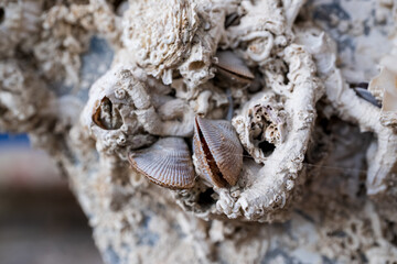 Macro Close-Up of Marine Shells and Barnacles on Rock © tarikkaynak