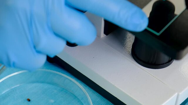The tick laboratory is conducting an analysis. Selective focus.