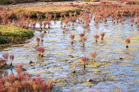 Red Saltwort Plants Growing in Shallow Saltmarsh Wetland