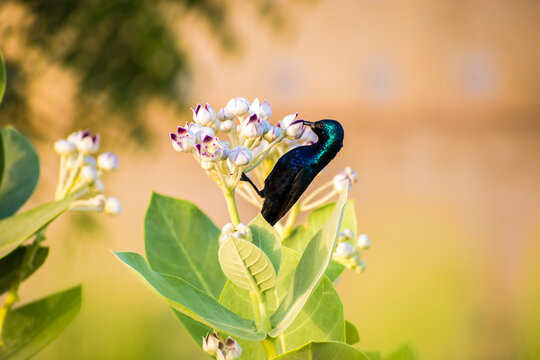 Nectar feeding bird Purple Sunbird