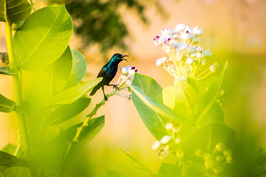 Purple Sunbird (Cinnyris asiaticus) perched on a branch