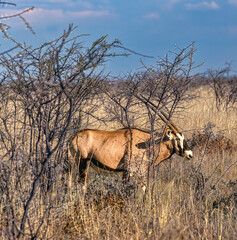 Oryx-Antilope © Dietmar